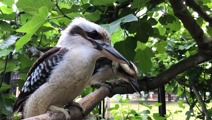 Kookaburra at Battersea Park Zoo.Jpeg
