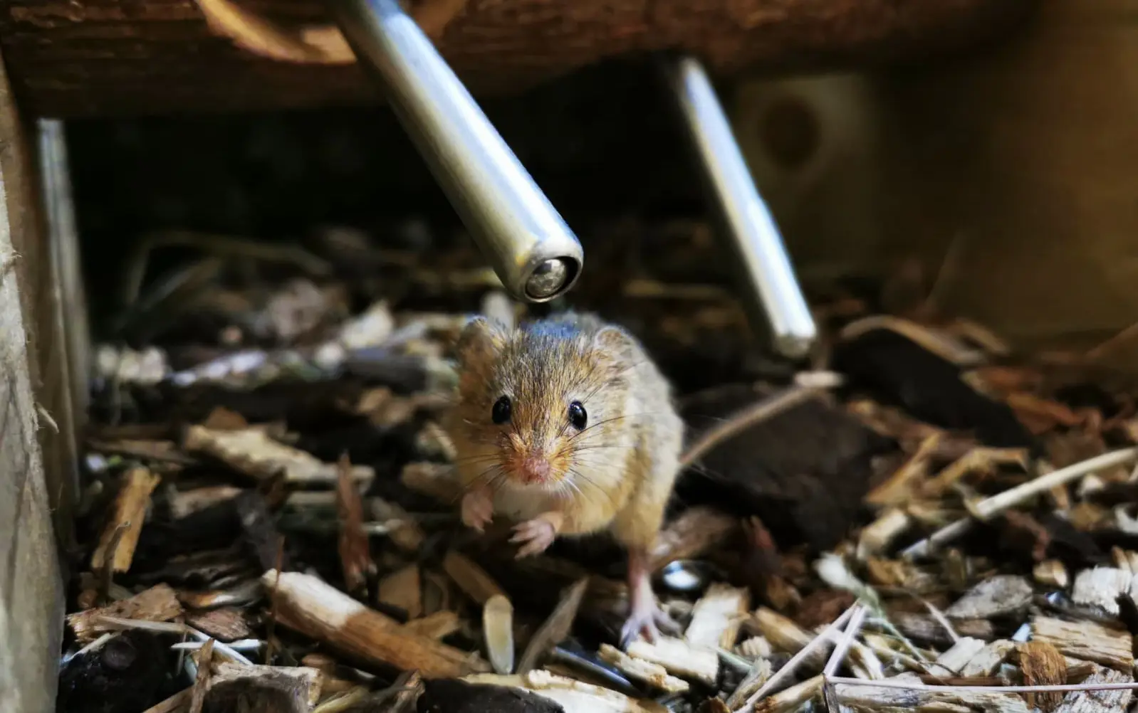 Hanstead Mouse Harvest Mouse