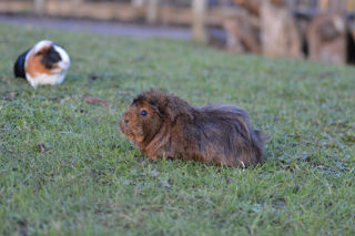 Processed 35D013F9 4687 48FF 934A E8EDB6123DBE D7A7B8C6 0FE3 4A5E 9DF2 5465C9688FE7.Jpeg