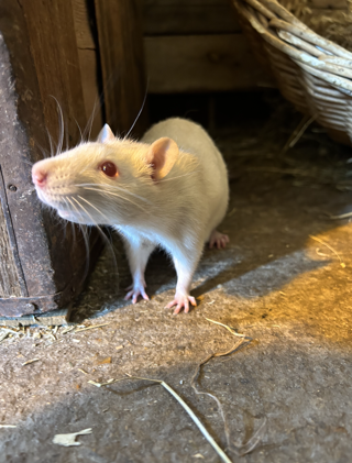 Fancy Rat