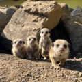 Meerkat Pups 2026
