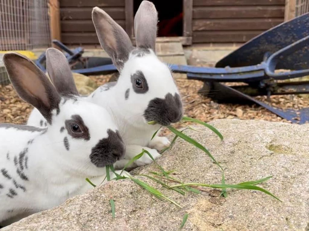 Cluj Rabbit Rabbit