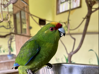 Kakariki or Yellow Crowned Parakeet