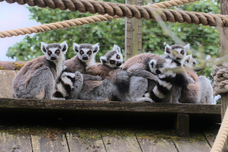 Lemur Snuggle
