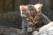 Scottish Wildcat Kitten2 2026