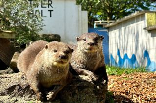 Otters