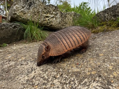 Armadillo (1) (1)