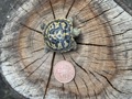 Critically endangered pancake tortoise birth at Battersea Zoo