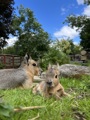 Patagonian Mara 2026 Copy