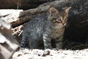 Scottish Wildcat Kitten 2026
