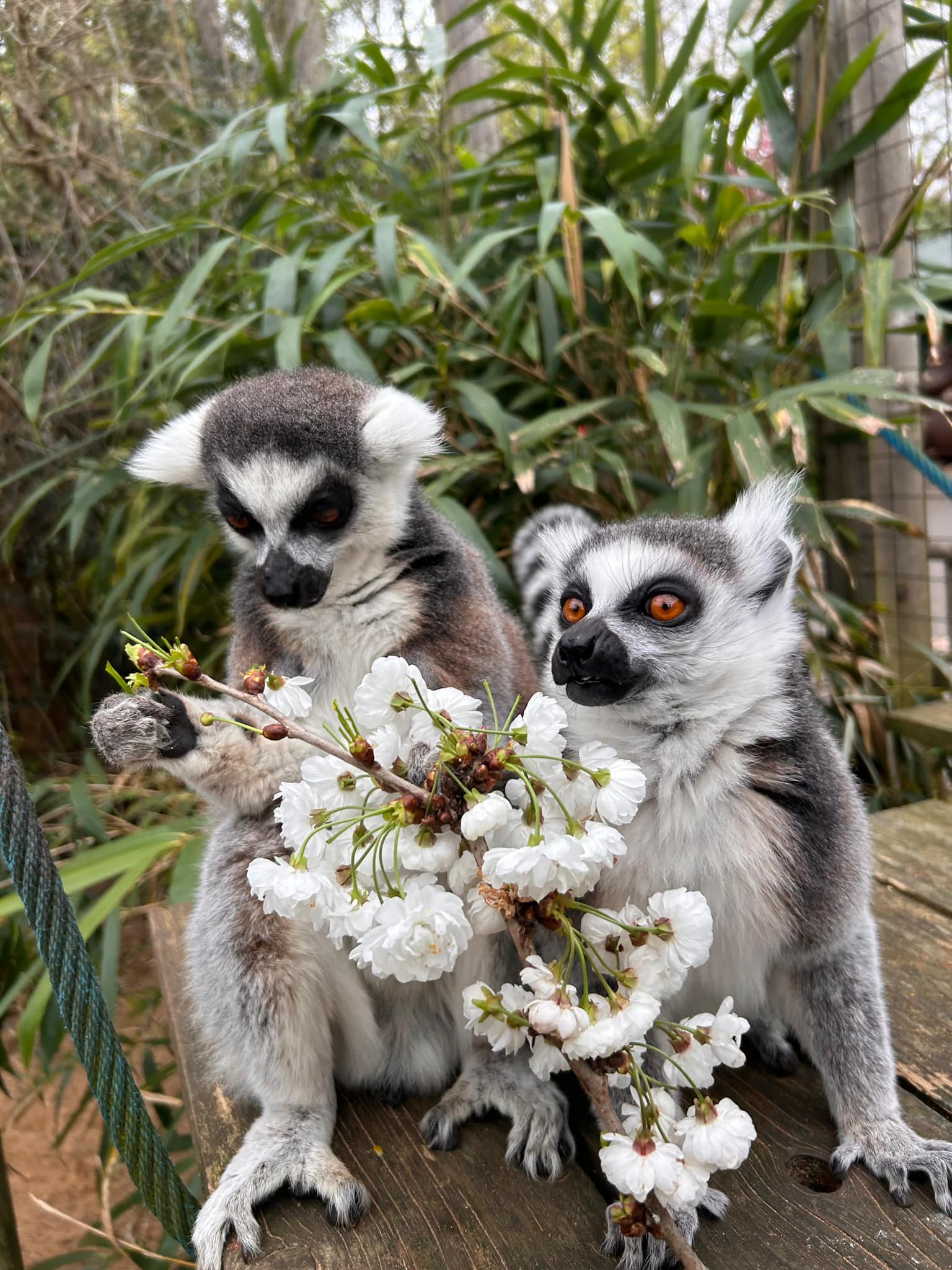 Lemurs3