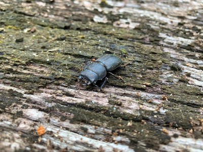 Beetle 1