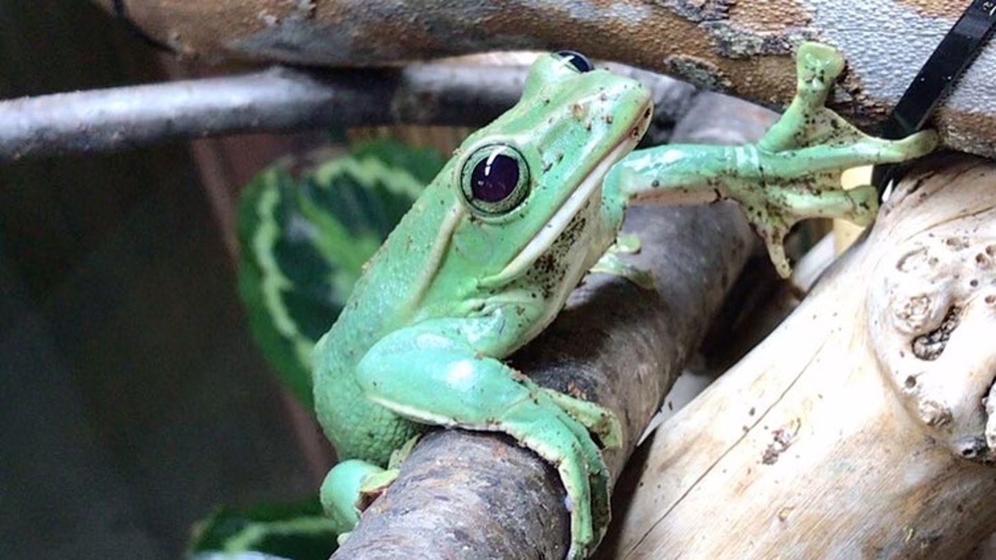 Fea's Flying Tree Frog