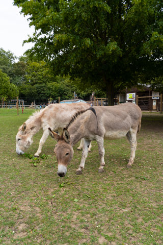 Donkeys (1)