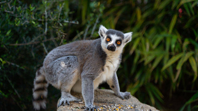Battersea Park Children’s Zoo gallery image 2