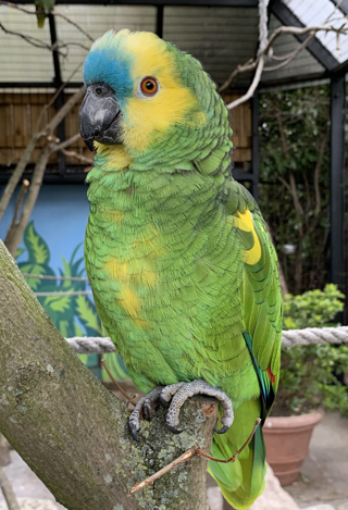 Blue Fronted Amazon