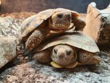 Critically endangered pancake tortoise at Battersea Zoo