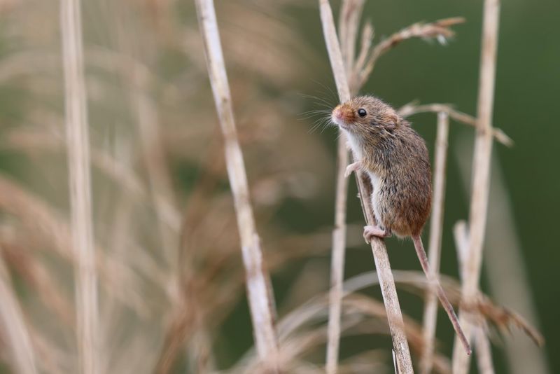 Original 2FFD6601 9303 4EB5 B2B8 3B929CA24DF5.Jpeg